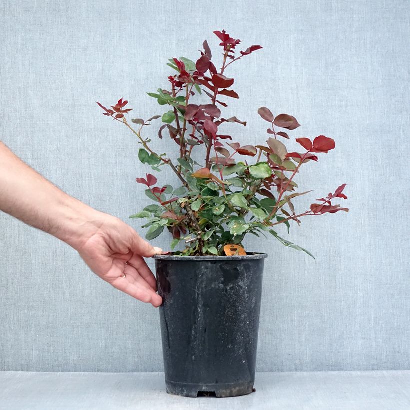 Amostra de Roseira de flor grande Marcel Pagnol Vaso de 4 L/5 L tal como entregue no verão