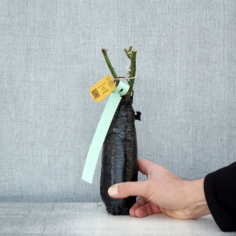 Amostra de Roseira de flor grande Ice Cream Raízes nuas em torrão tal como entregue no inverno