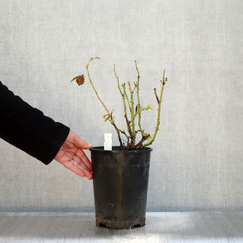 Amostra de Rosier à grandes fleurs Memoire Pot de 4L/5L tal como entregue no outono