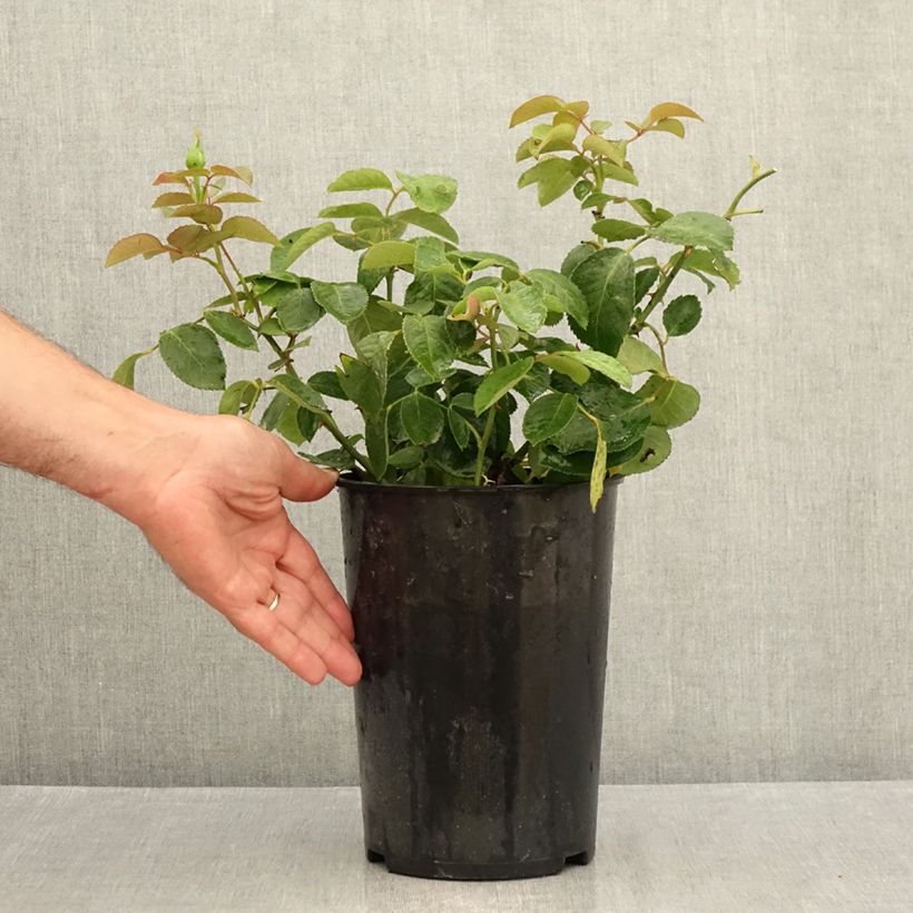 Amostra de Roseira de flor grande Ice Cream Vaso de 4 L/5 L tal como entregue no verão