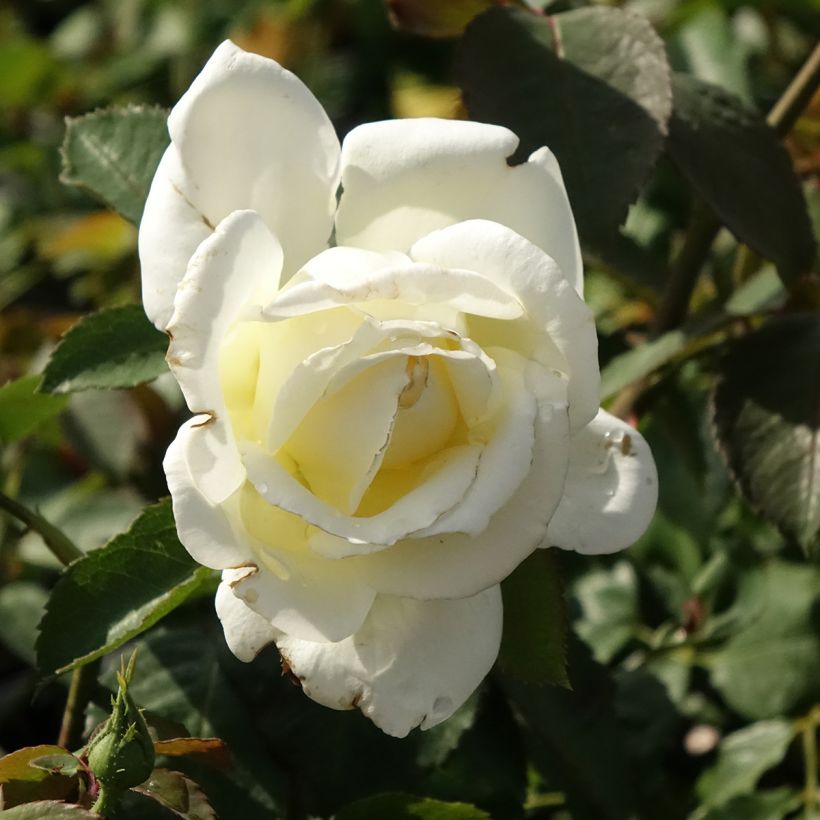 Roseira de flor grande Ice Cream (Floração)