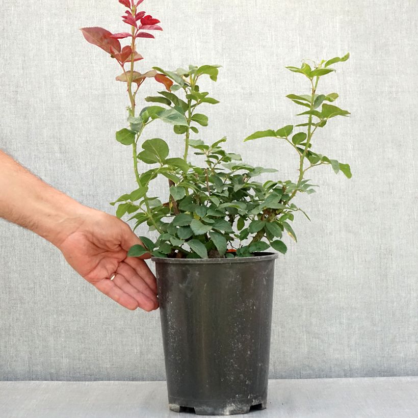 Amostra de Rosier à grandes fleurs Metropolitan Pot de 4L/5L tal como entregue no verão