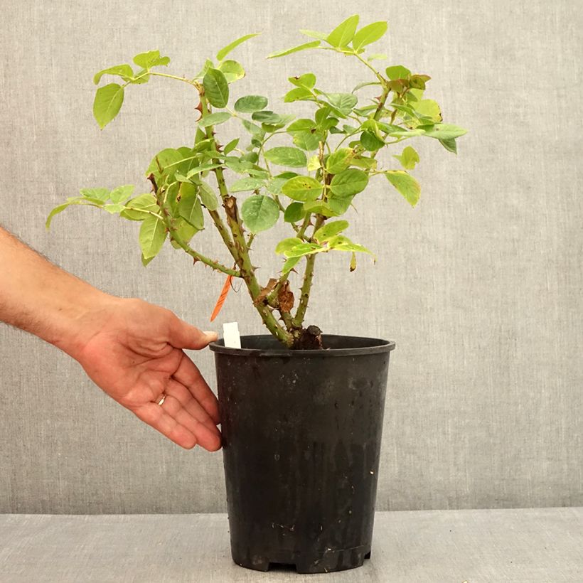Amostra de Roseira de flor grande Michelangelo Vaso de 4 L/5 L tal como entregue no verão
