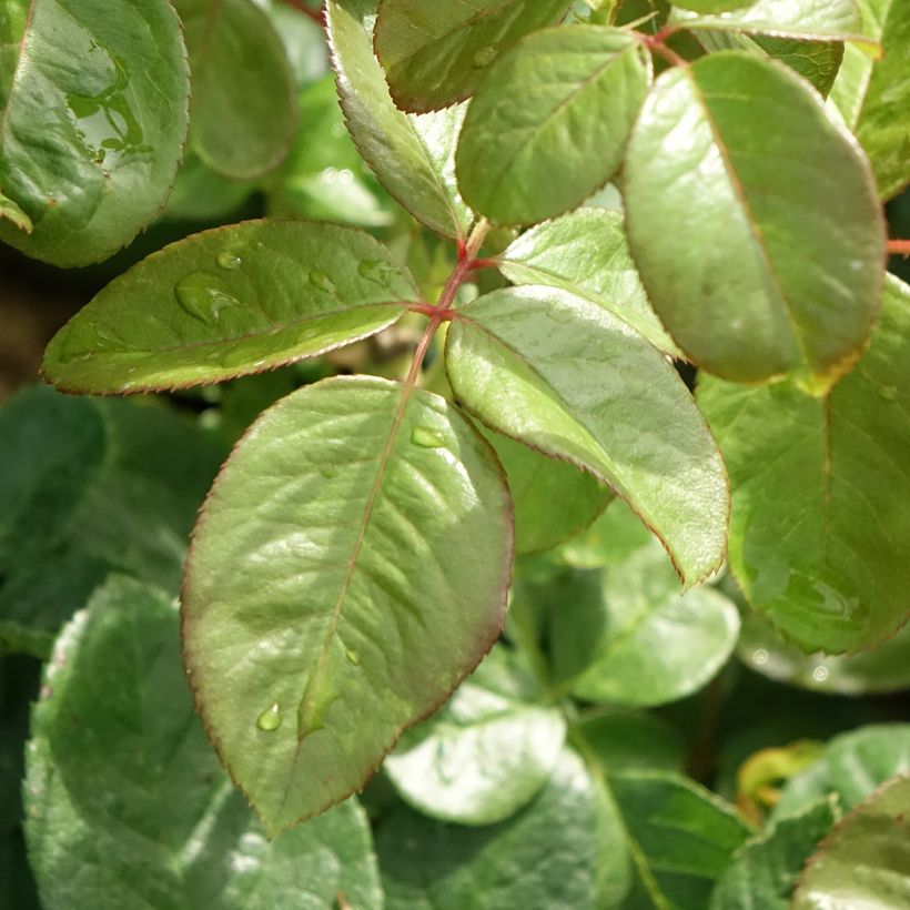 Roseira de flor grande Michelangelo (Folhagem)