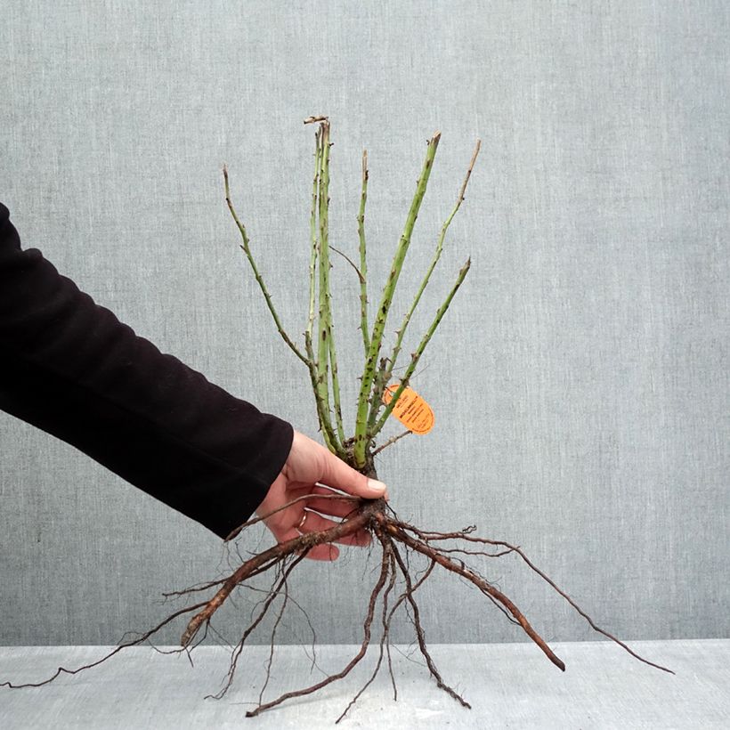 Amostra de Rosier à grandes fleurs Michelangelo Raízes nuas tal como entregue no inverno