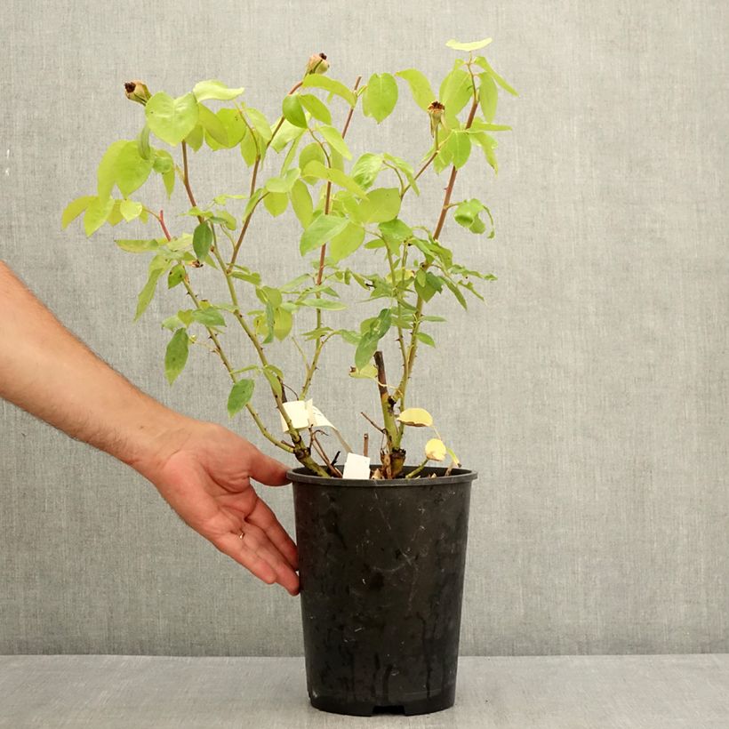Amostra de Roseira de flor grande Michèle Meilland Vaso de 4 L/5 L tal como entregue no verão