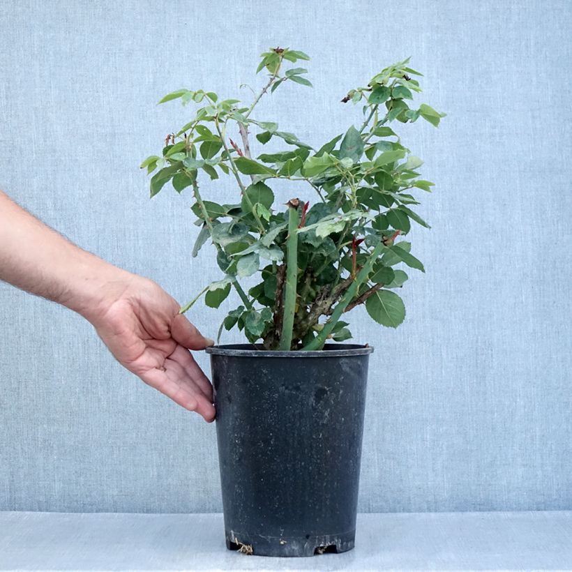 Amostra de Rosier à grandes fleurs Mister Lincoln Pot de 4L/5L tal como entregue no verão