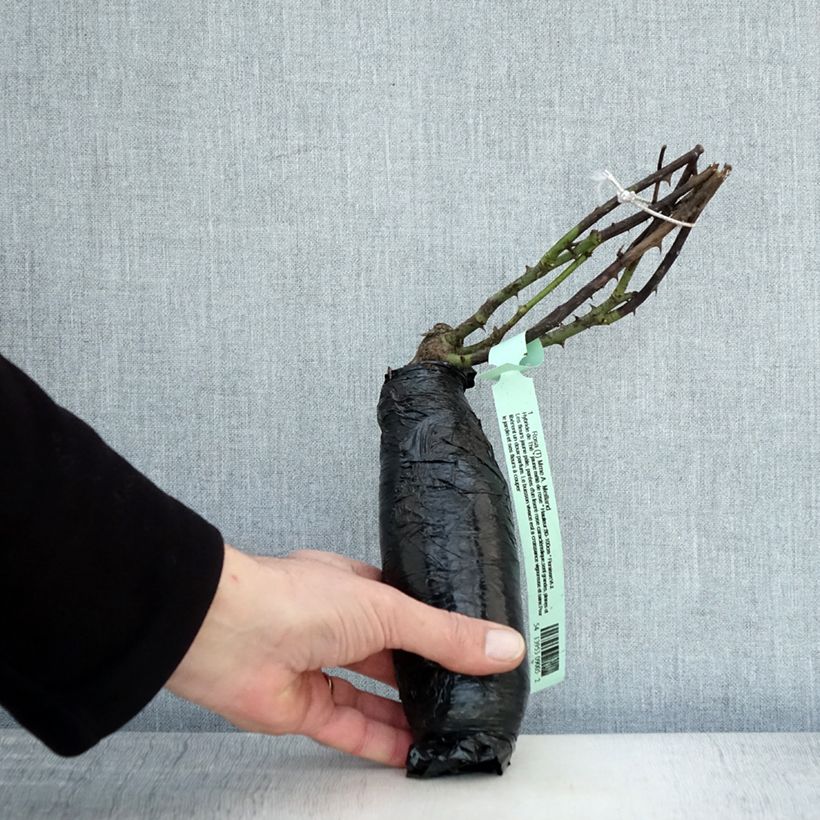 Amostra de Roseira de flor grande Peace Raízes nuas em torrão tal como entregue no inverno