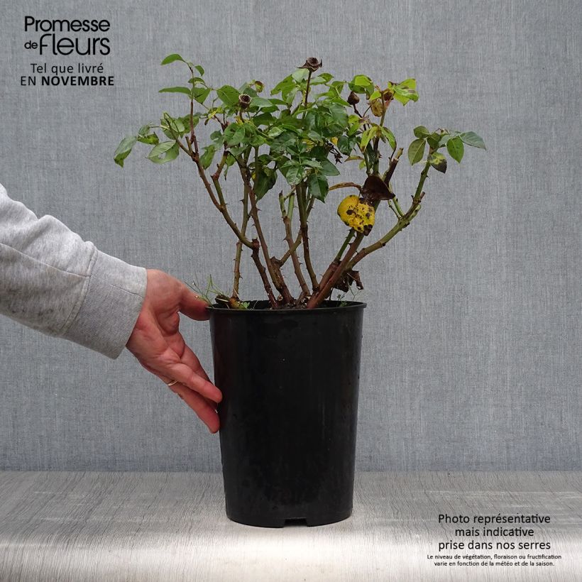 Amostra de Roseira de flor grande Peace Vaso de 4 L/5 L tal como entregue no outono