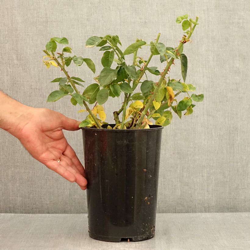 Amostra de Roseira de flor grande Peace Vaso de 4 L/5 L tal como entregue no verão