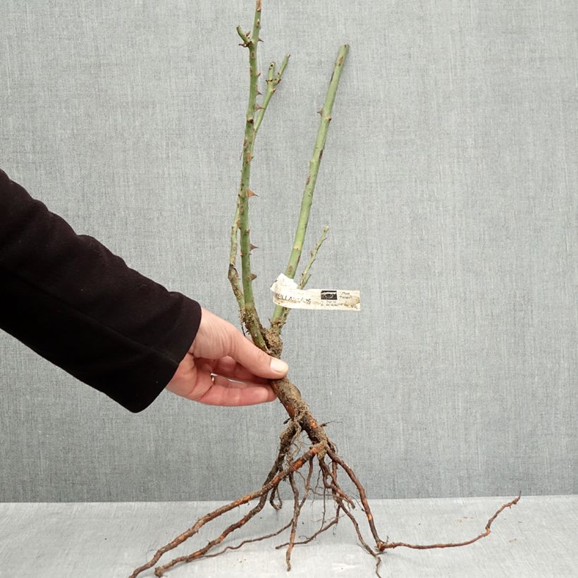 Amostra de Roseira de flor grande Peace Raízes nuas tal como entregue no inverno