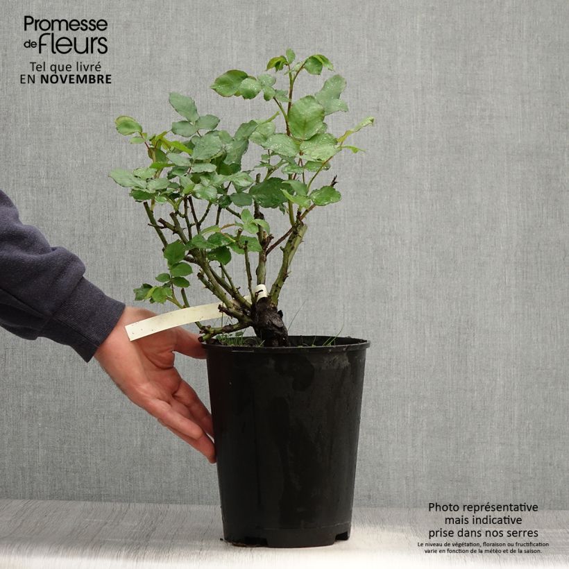 Amostra de Roseira de flor grande New Imagine Vaso de 4 L/5 L tal como entregue no outono