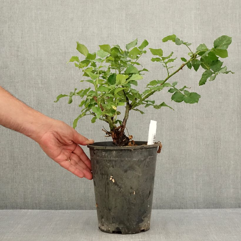 Amostra de Roseira de flor grande New Imagine Vaso de 4 L/5 L tal como entregue no verão