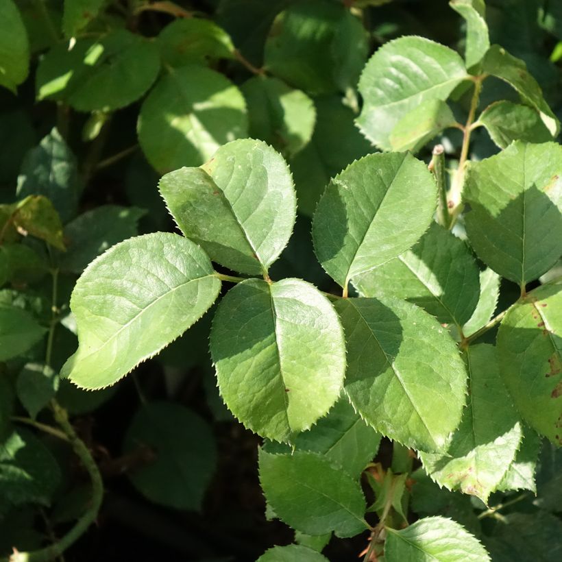 Roseira de flor grande Niharika (Folhagem)