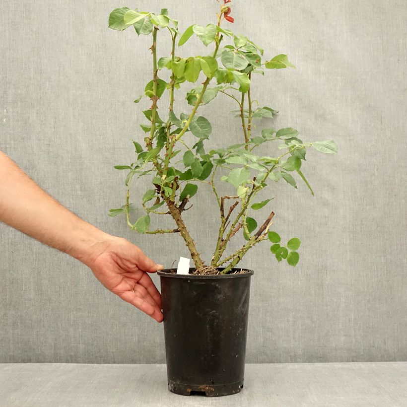 Amostra de Rosier à grandes fleurs Niharika Pot de 4L/5L tal como entregue no verão