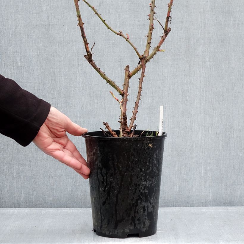 Amostra de Roseira de flor grande Niharika Vaso de 4 L/5 L tal como entregue no inverno