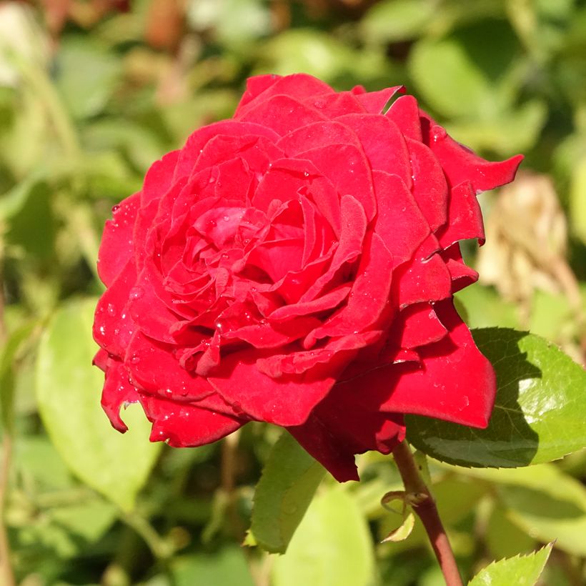 Roseira de flor grande Primo Bacio (Floração)