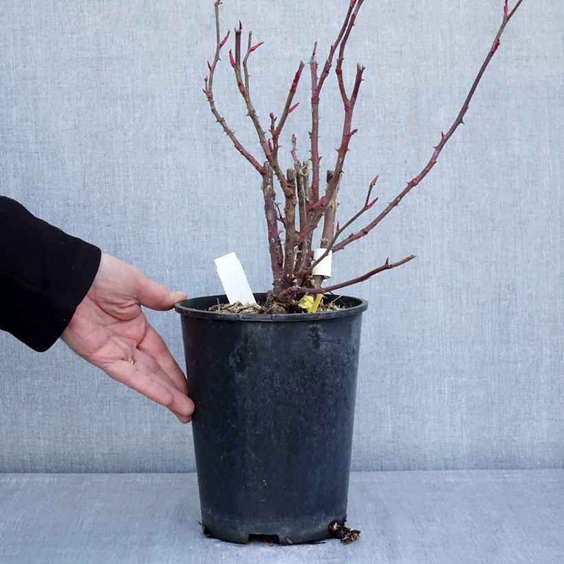 Amostra de Roseira de flor grande Primo Bacio Vaso de 4 L/5 L tal como entregue no inverno