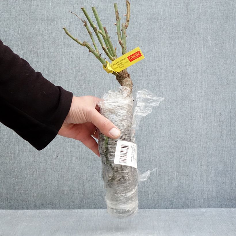 Amostra de Rosier à grandes fleurs Noémie de Rothschild Raízes nuas tal como entregue no inverno