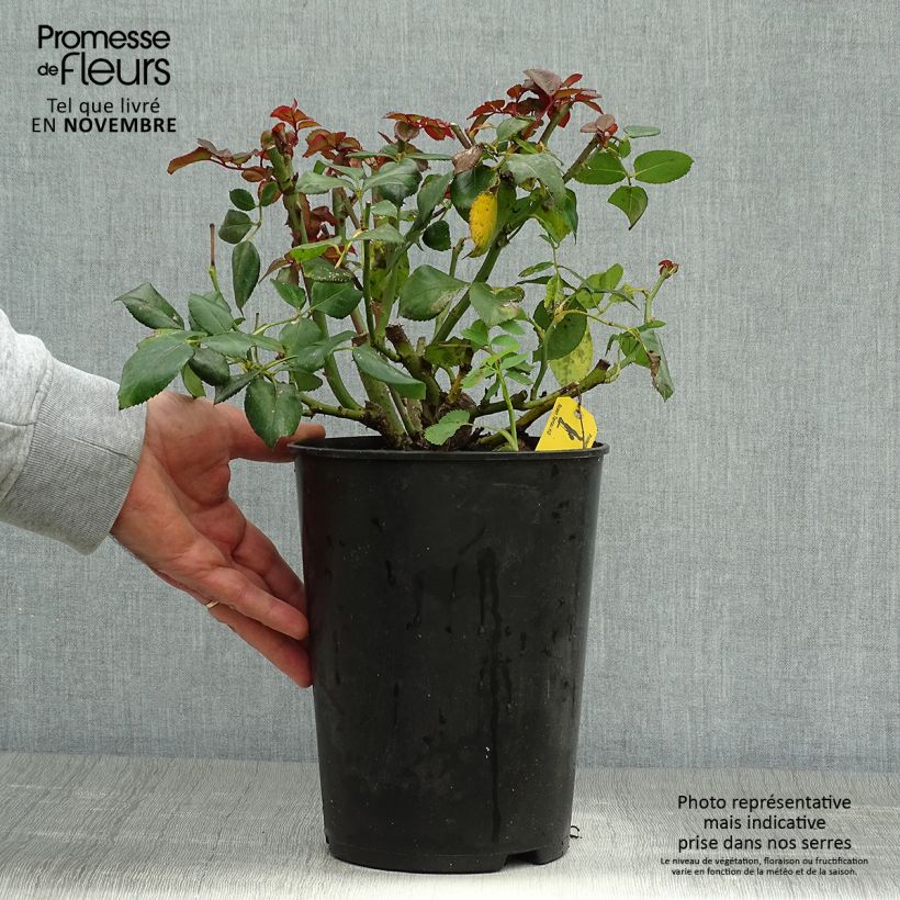 Amostra de Roseira de flor grande Nostalgie Vaso de 4 L/5 L tal como entregue no outono