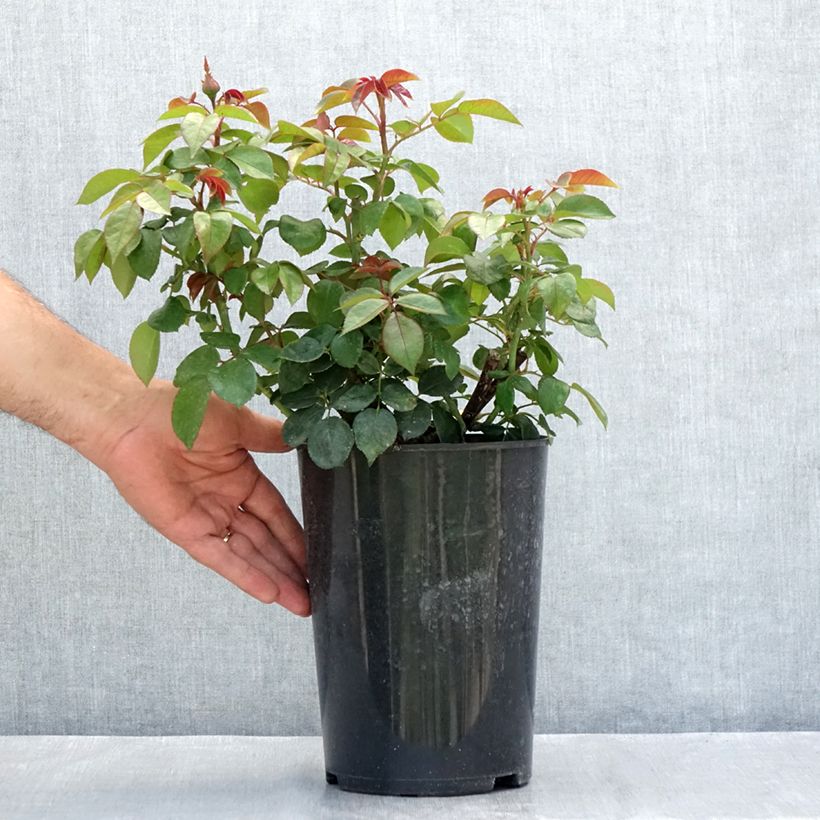 Amostra de Roseira de flor grande Nostalgie Vaso de 4 L/5 L tal como entregue no verão