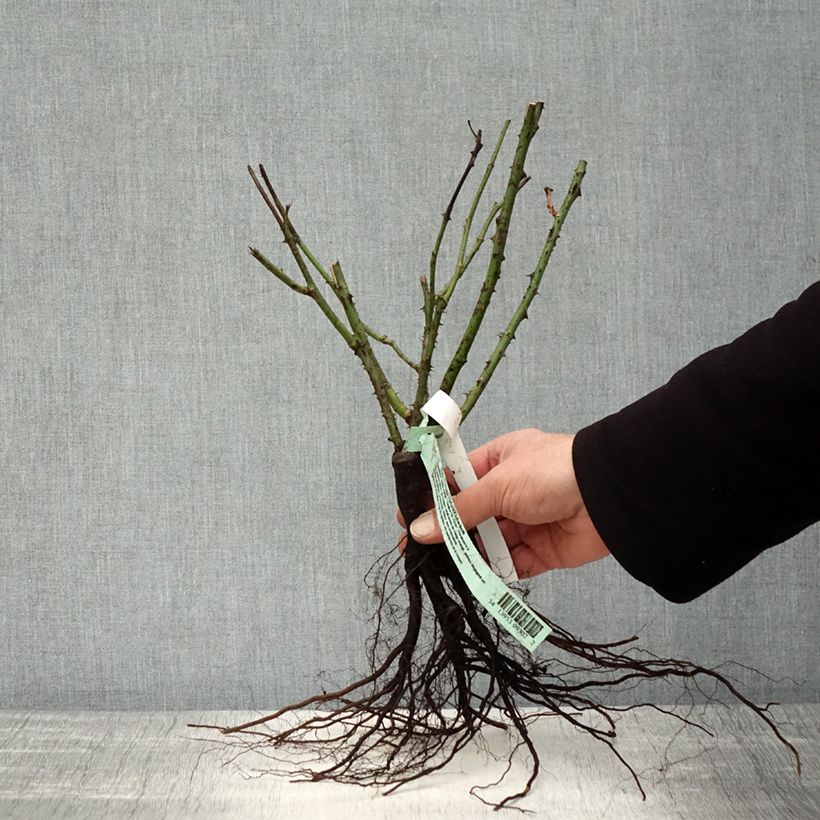 Amostra de Roseira de flor grande Fragrant Cloud Raízes nuas tal como entregue no inverno