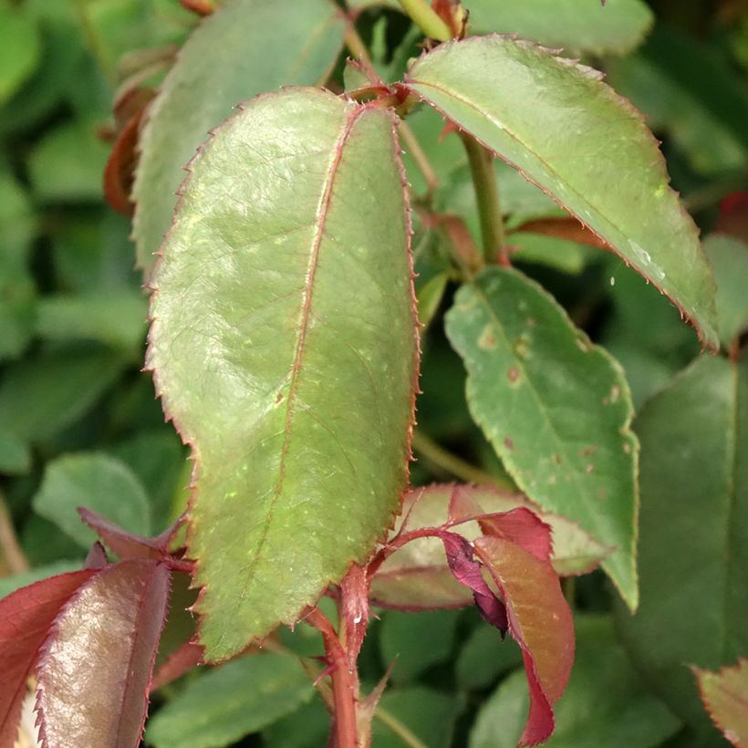 Roseira de flor grande Fragrant Cloud (Folhagem)