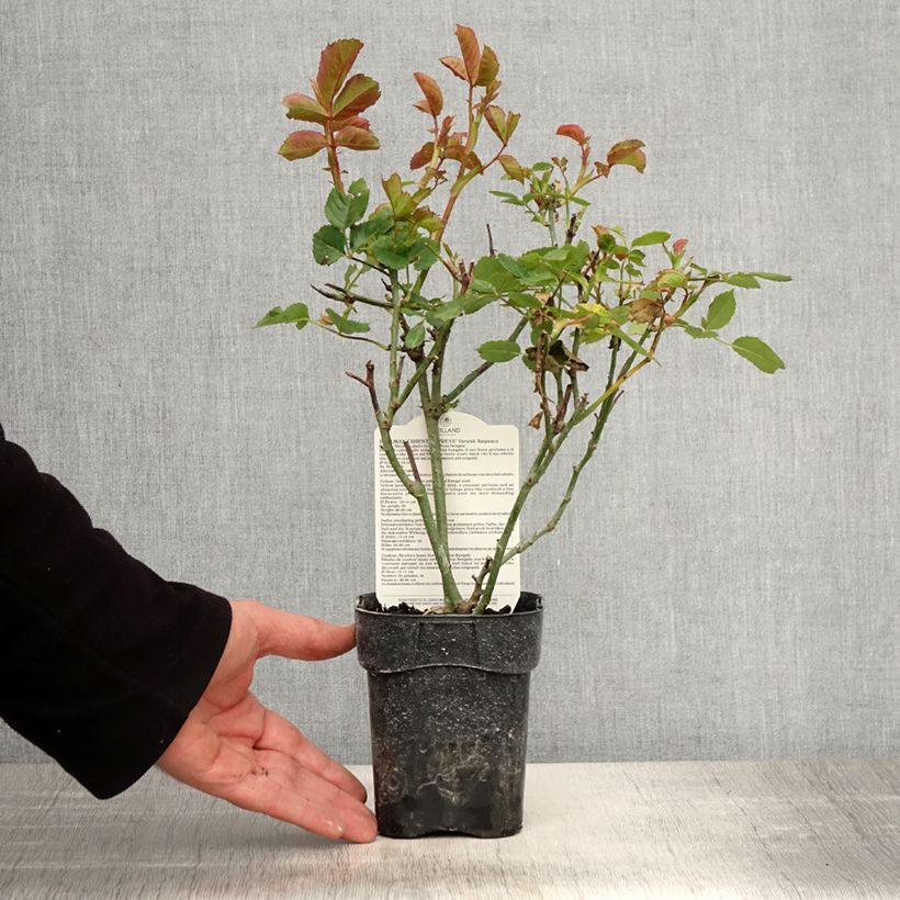 Amostra de Roseira de flor grande Pullman Orient Express Vaso de 10 cm/11 cm tal como entregue na primavera