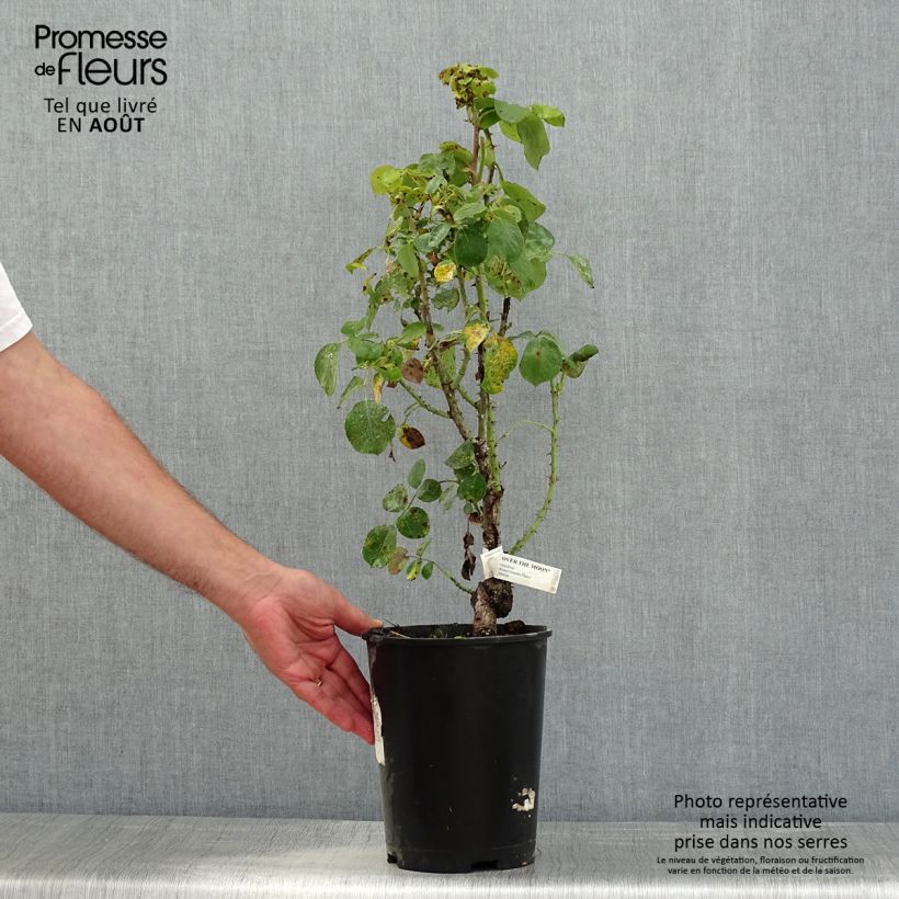 Amostra de Rosier à grandes fleurs Over the Moon Pot de 4L/5L tal como entregue no verão