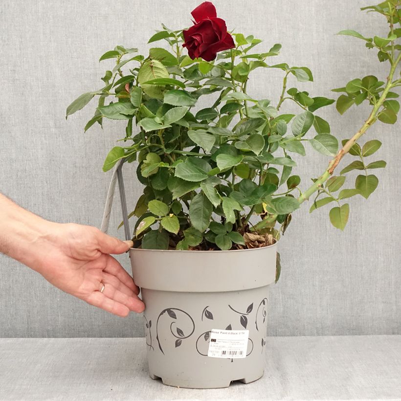 Amostra de Roseira de flor grande Paint it Black Vaso de 6 L/7 L tal como entregue no verão