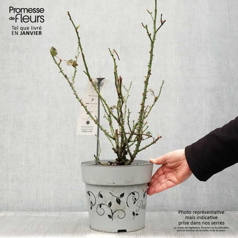 Amostra de Rosier à grandes fleurs Paint it Black Vaso de 6 L/7 L tal como entregue no inverno