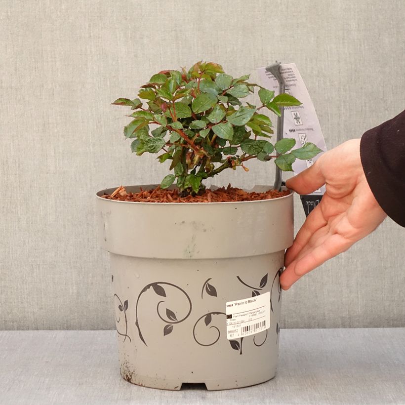 Amostra de Roseira de flor grande Paint it Black Vaso de 6 L/7 L tal como entregue na primavera