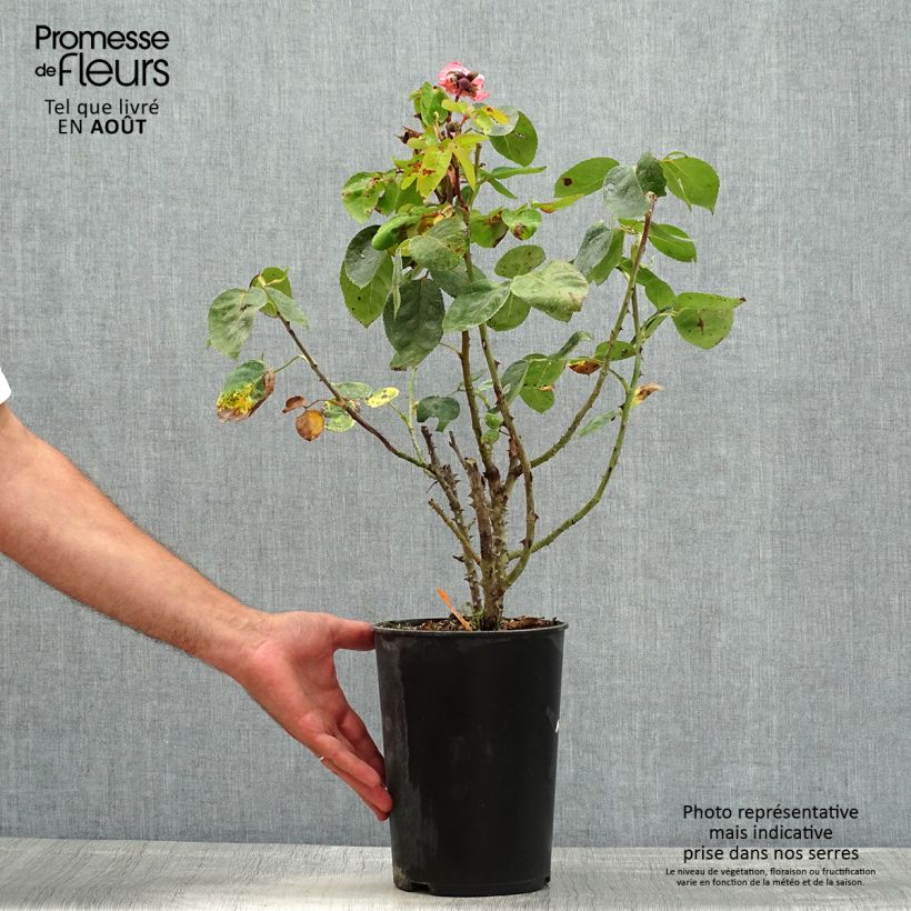 Amostra de Roseira de flor grande Pink Panther Vaso de 4 L/5 L tal como entregue no verão