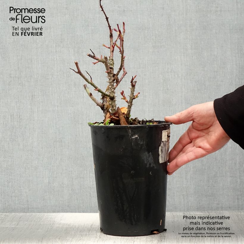 Amostra de Rosier à grandes fleurs Panthere Rose Pot de 4L/5L tal como entregue no inverno