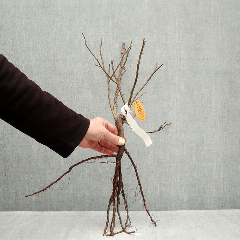 Amostra de Roseira de flor grande Papa Meilland Raízes nuas tal como entregue no inverno