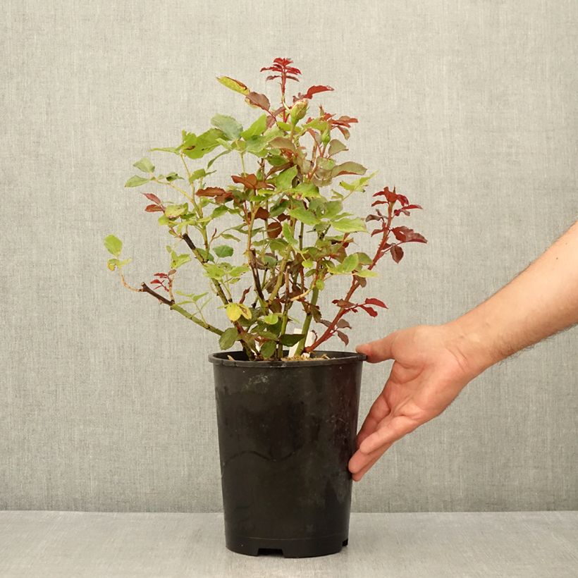Amostra de Roseira de flor grande Parfum de Grasse Vaso de 4 L/5 L tal como entregue no verão
