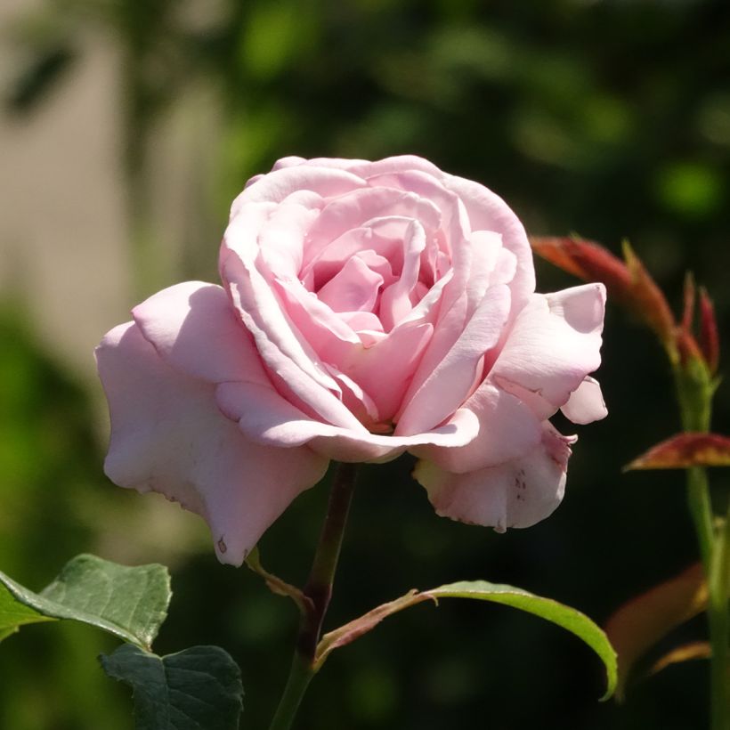 Roseira de flor grande Memorial Day (Floração)