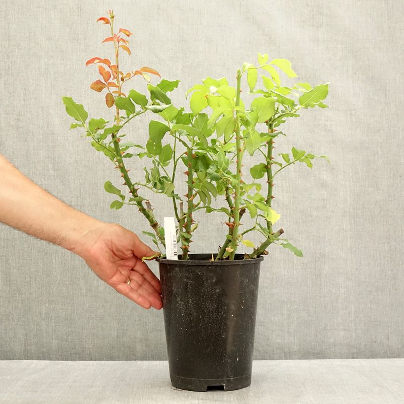 Amostra de Rosier à grandes fleurs Parfum de Liberté Vaso de 4 L/5 L tal como entregue no verão