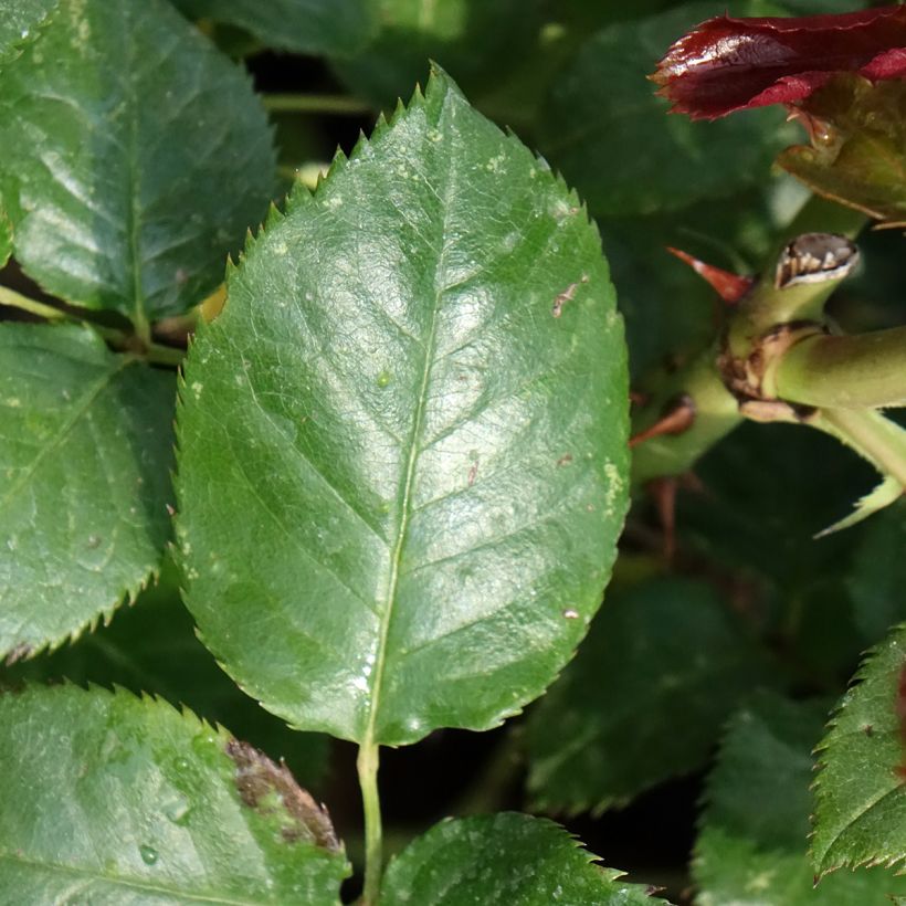 Roseira de flor grande Parfum de Loire (Folhagem)