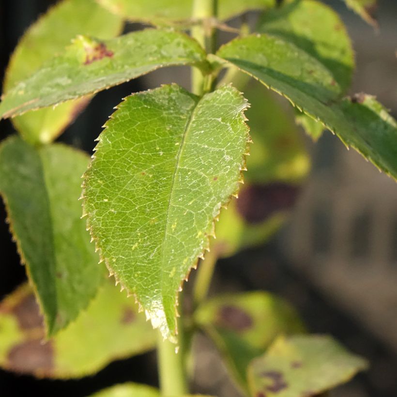 Roseira de flor grande Parfum de Nantes (Folhagem)