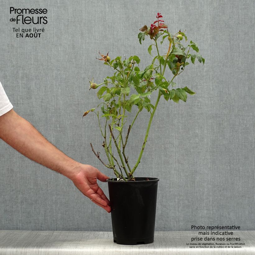 Amostra de Roseira de flor grande Parfum de Nantes Vaso de 4 L/5 L tal como entregue no verão