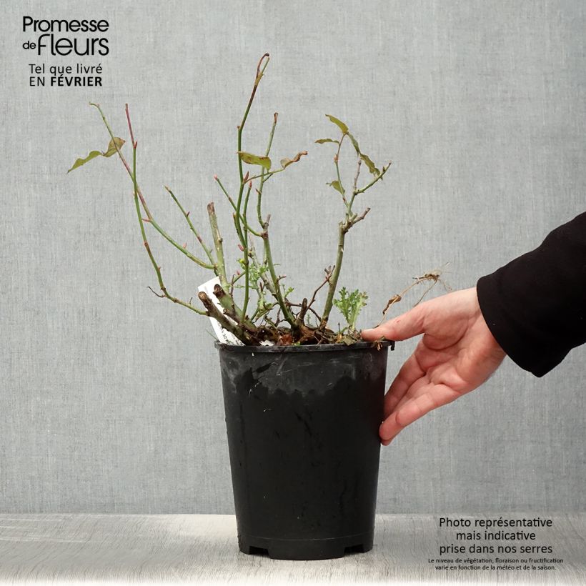 Amostra de Roseira de flor grande Parfum de Nantes Vaso de 4 L/5 L tal como entregue no inverno