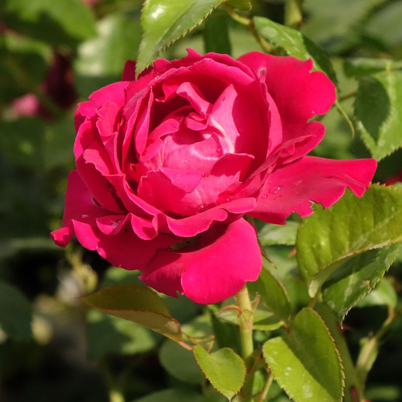 Roseira de flor grande Perfume Factory (Floração)