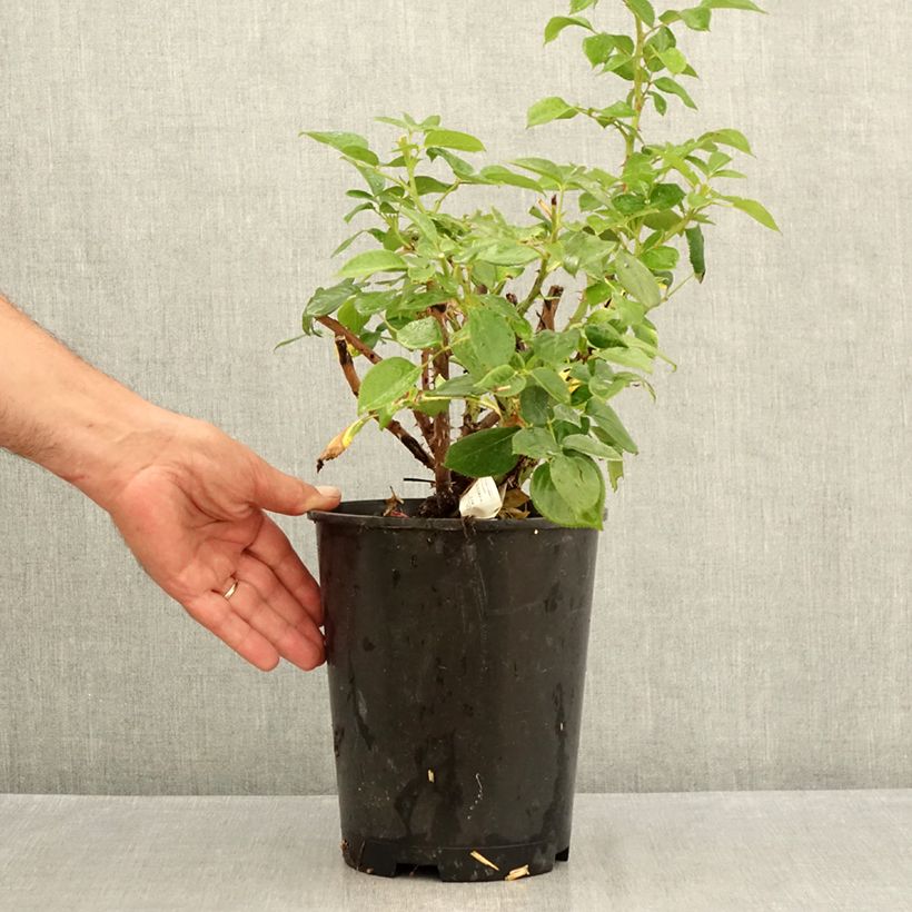 Amostra de Roseira de flor grande Perfume Factory Vaso de 4 L/5 L tal como entregue no verão