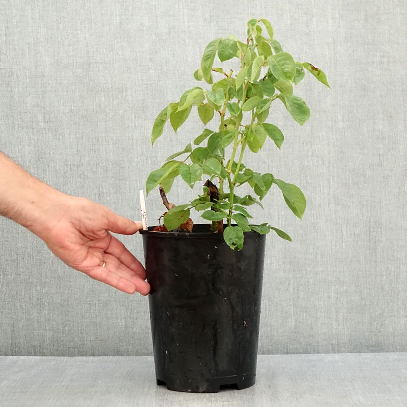 Amostra de Rosier à grandes fleurs Perugino Vaso de 4 L/5 L tal como entregue no verão