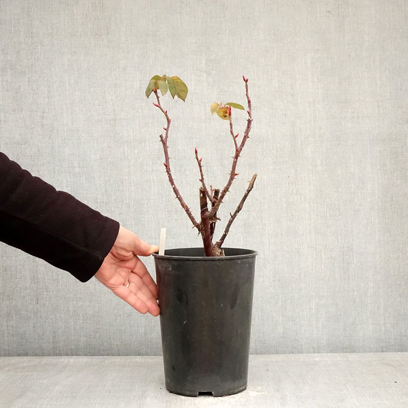 Amostra de Roseira de flor grande Perugino Vaso de 4 L/5 L tal como entregue no inverno