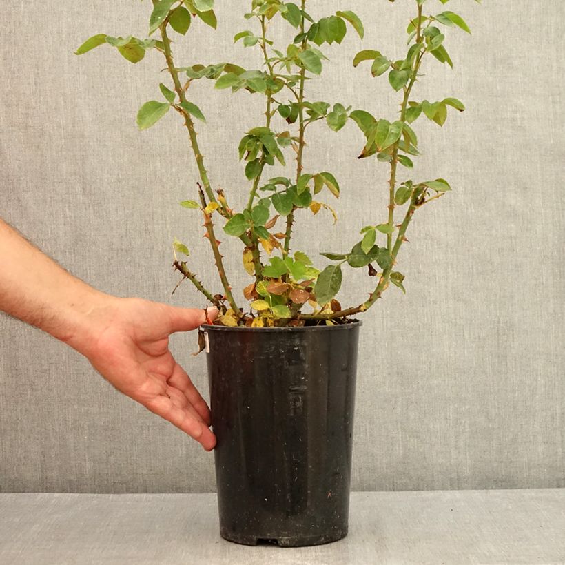 Amostra de Roseira de flor grande Pierre Arditi Vaso de 4 L/5 L tal como entregue no verão