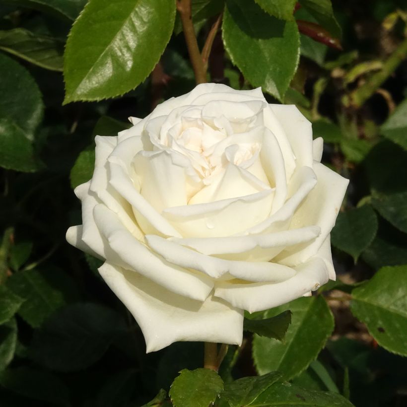 Roseira de flor grande Pierre Arditi (Floração)