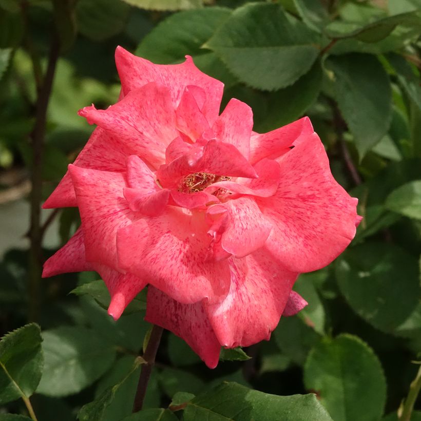 Roseira de flor grande Pierre Cardin (Floração)