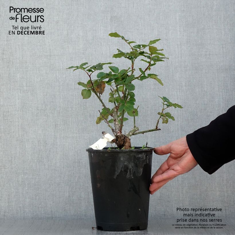 Amostra de Rosier à grandes fleurs Pierre de Luxembourg Pot de 4L/5L tal como entregue no outono